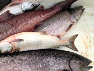 Declining King Salmon Runs Has Scientists Puzzled