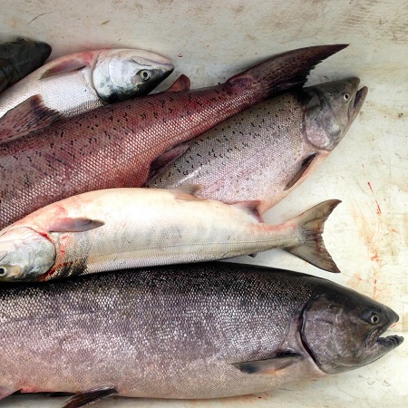 Declining King Salmon Runs Has Scientists Puzzled