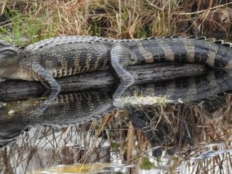FWC provides tips for living with alligators