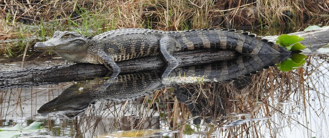 FWC provides tips for living with alligators