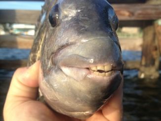 Hobie Kayak Fishing - Catching the Convicts