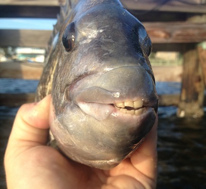 Hobie Kayak Fishing For sheepshead - Catching the Convicts