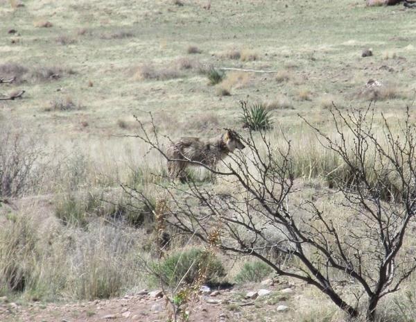 Mexican Wolf