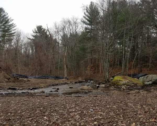 Native Fish in Massachusetts Return After 200 Years