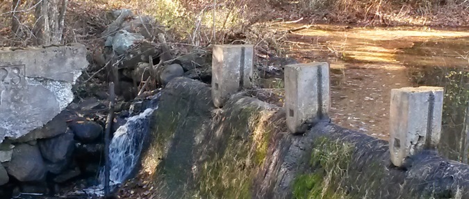 For the first time in at least 183 years native alewife and blueback herring are swimming upstream beyond the former Tack Factory dam. Removing this dam in Norwell, Massachusetts