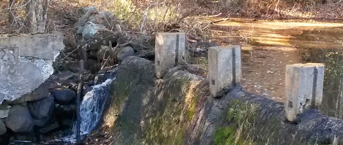 Native Fish in Massachusetts Return After 200 Years