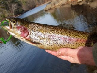 New England is Trout Country
