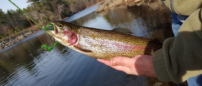 New England is Trout Country
