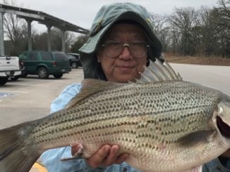 Record setting hybrid striped bass