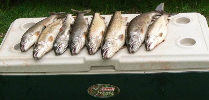 Spring Rosemary & Chive Trout