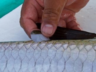 The Results Are In For On The Tarpon Genetics Program