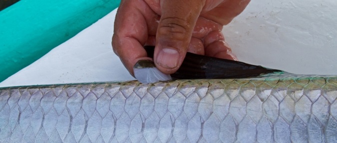 The Results Are In For On The Tarpon Genetics Program