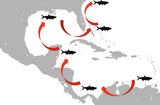 The Results Are In For On The Tarpon Genetics Program