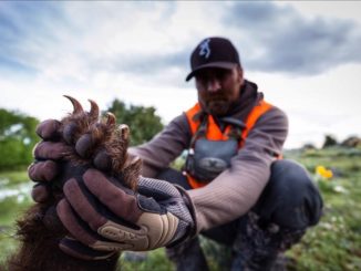 A Spring Bear Hunt to Remember