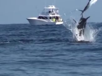 AMAZING BLUE MARLIN FOOTAGE