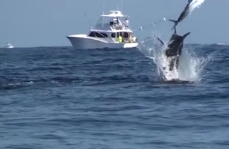 AMAZING BLUE MARLIN FOOTAGE