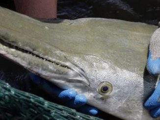 Alligator gar coming back to Illinois waters