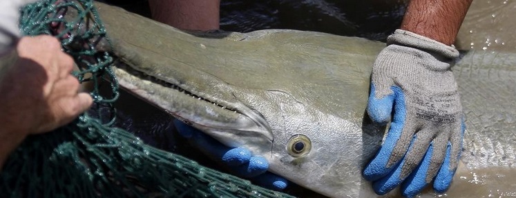 Alligator gar coming back to Illinois waters