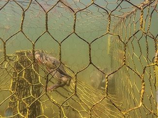 Derelict pots killing 3.3 million crabs annually in the Bay