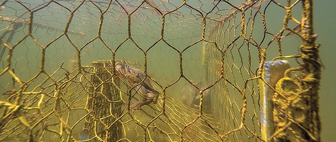 Derelict pots killing 3.3 million crabs annually in the Bay