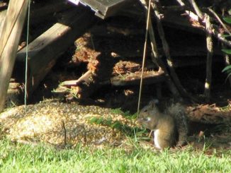 How To Make A Squirrel Bait Station