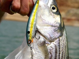 Lake Powell A Fishery Bucket List Destination For All Anglers
