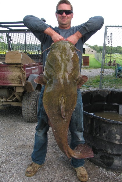 Near-record Flathead Catfish Found On Flooded Farmland