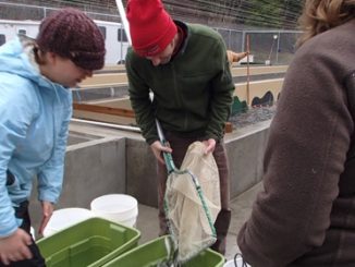 Salmon Recovery on the Columbia River 1