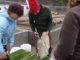 Salmon Recovery on the Columbia River 1