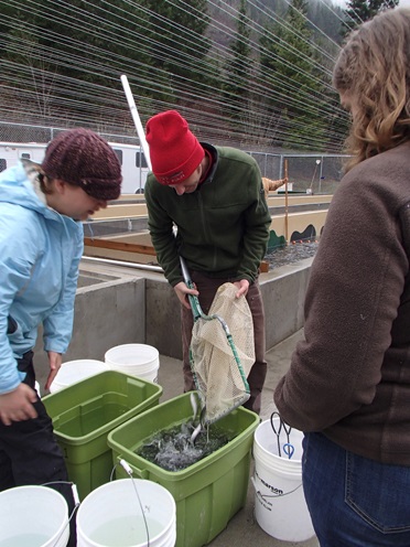 Salmon Recovery on the Columbia River 1