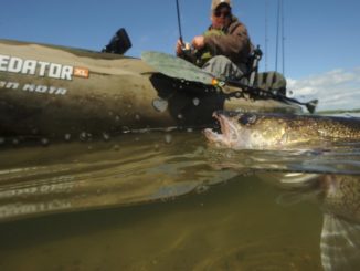 walleye seasons