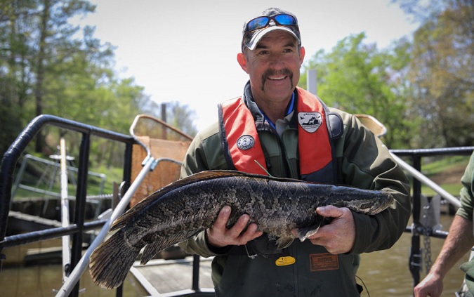 Snakeheads In The Grass, Virginia Wildlife Magazine