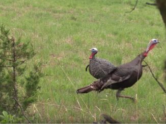 Turkey Hunting's Unplanned Incidents 1