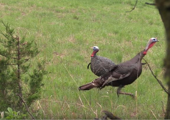 Turkey Hunting's Unplanned Incidents 1