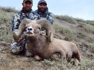 Wild Sheep Foundation Conducts Successful Thinhorn Sheep Summit II