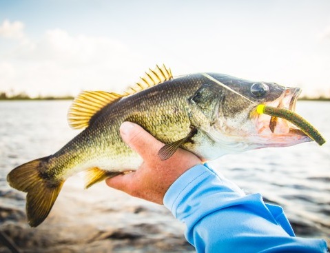 Ned Rig 101 - When, Where And How To Fish The Ned Rig - Rapala