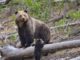 DOI Announces Recovery and Delisting of Yellowstone Grizzly Population