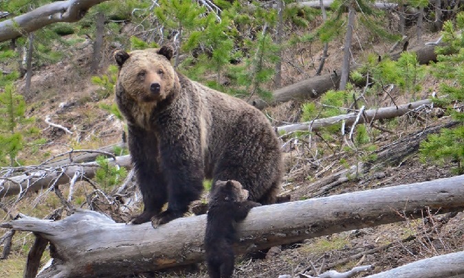 DOI Announces Recovery and Delisting of Yellowstone Grizzly Population
