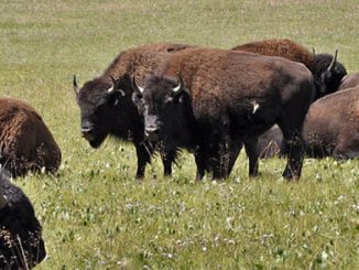 DSC Supports Rep. Gosar on Introduction of Grand Canyon Bison Management Act