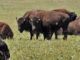 DSC Supports Rep. Gosar on Introduction of Grand Canyon Bison Management Act