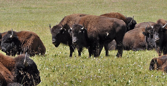 DSC Supports Rep. Gosar on Introduction of Grand Canyon Bison Management Act 