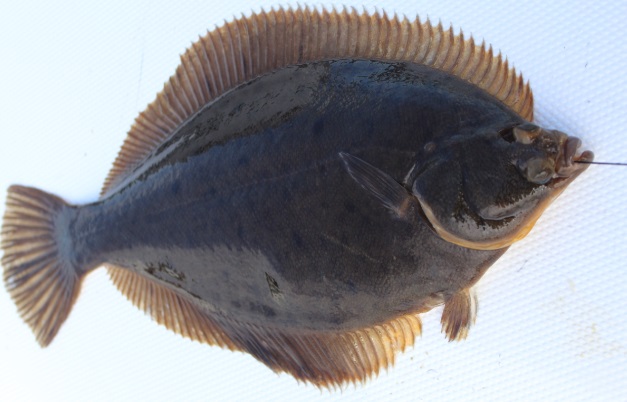 Light Dawns on Marblehead: Fishing for Winter Flounder with Sigler Guide Service