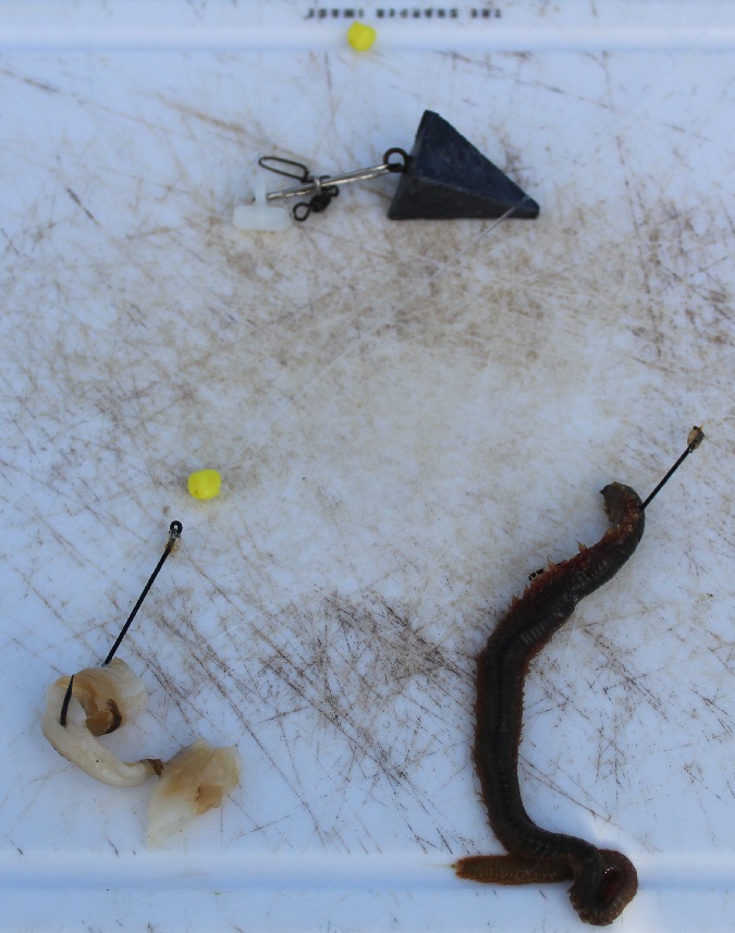 Light Dawns on Marblehead: Fishing for Winter Flounder with Sigler Guide Service