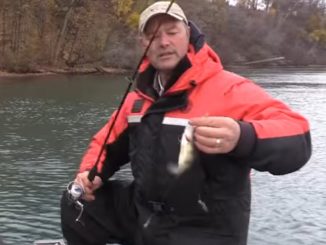 How to Catch Perch - Perch Tips using Live Minnows