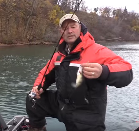 How to Catch Perch - Perch Tips using Live Minnows