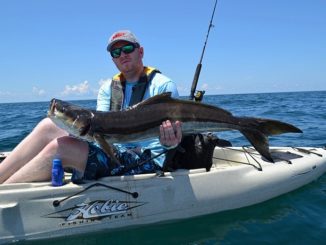 Hunting Panhandle Cobia from the Kayak