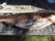 Largest Invasive Carp Arrowed In Minnesota Was 61 Pounds