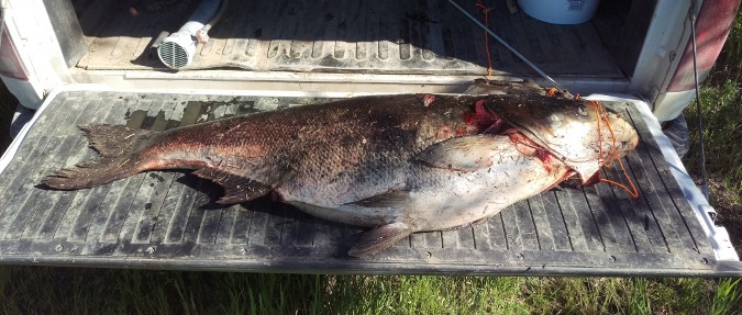 Largest Invasive Carp Arrowed In Minnesota Was 61 Pounds