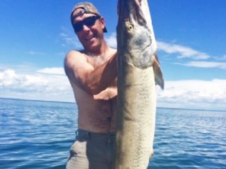 State Record Monster Muskie Found On Mille Lacs