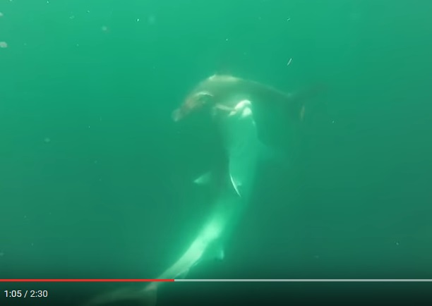 Tiger Shark vs. Hammerhead Shark